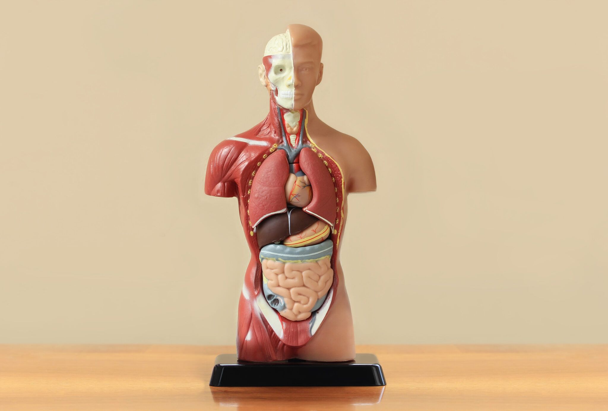 Introduction to Human Anatomy and Physiology